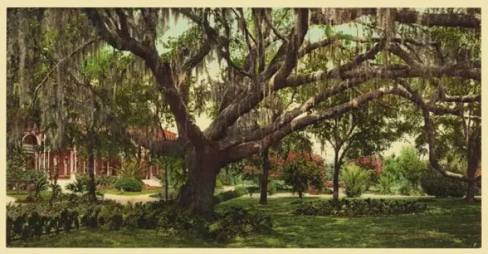 Framed Print : Old oak at Tampa Bay Hotel Framed Print : Old oak at Tampa Bay Hotel