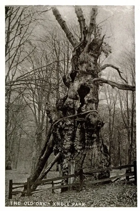 Framed Print : The Old Oak Tree, Knole Park, Kent Framed Print : The Old Oak Tree, Knole Park, Kent