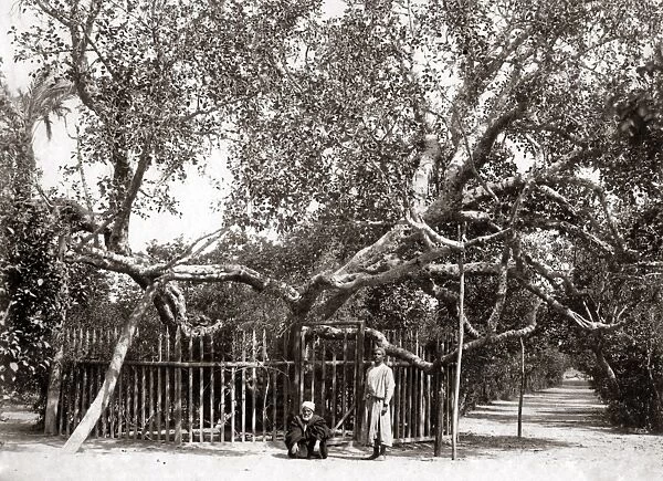 Old Olive tree in the Garden of Gethsamane 1800s