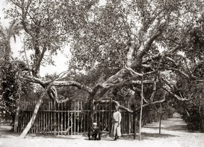 Framed Print : Old Olive tree in the Garden of Gethsamane 1800s Framed Print : Old Olive tree in the Garden of Gethsamane 1800s