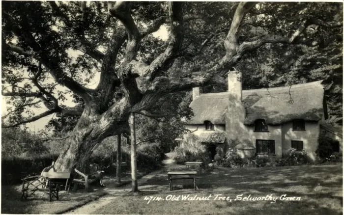 Framed Print : Old Walnut Tree & Thatched Cottage, Selworthy, Somerset Framed Print : Old Walnut Tree & Thatched Cottage, Selworthy, Somerset