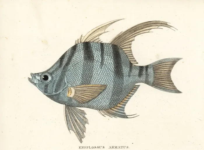 Framed Print : Old wife, Enoplosus armatus (Enoplossus armatus) Framed Print : Old wife, Enoplosus armatus (Enoplossus armatus)
