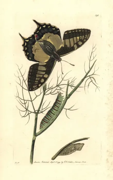 Framed Print : Old world swallowtail butterfly, Papilio machaon Framed Print : Old world swallowtail butterfly, Papilio machaon