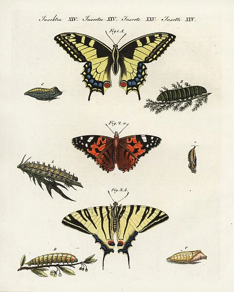 Old world swallowtail, painted lady and scarce