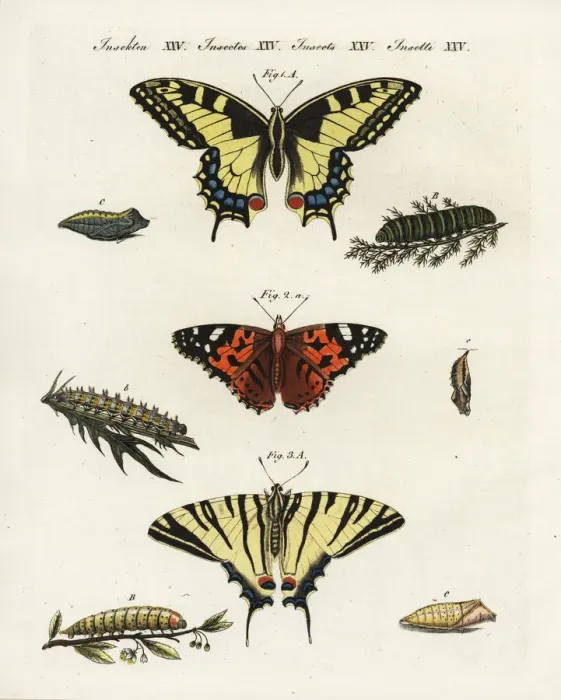 Framed Print : Old world swallowtail, painted lady and scarce Framed Print : Old world swallowtail, painted lady and scarce