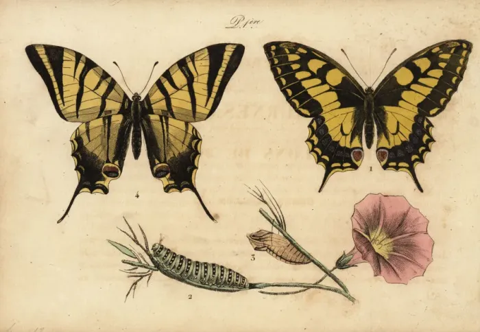 Framed Print : Old World swallowtail and scarce swallowtail Framed Print : Old World swallowtail and scarce swallowtail