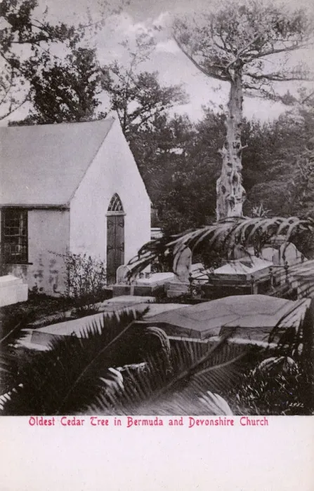 Framed Print : The Oldest Cedar Tree in Bermuda and Devonshire Church Framed Print : The Oldest Cedar Tree in Bermuda and Devonshire Church