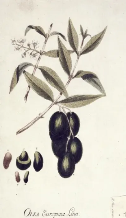 Framed Print : Olea europaea, acebuche Framed Print : Olea europaea, acebuche