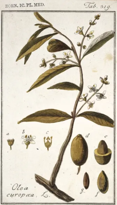 Framed Print : Olea europaea, acebuche Framed Print : Olea europaea, acebuche