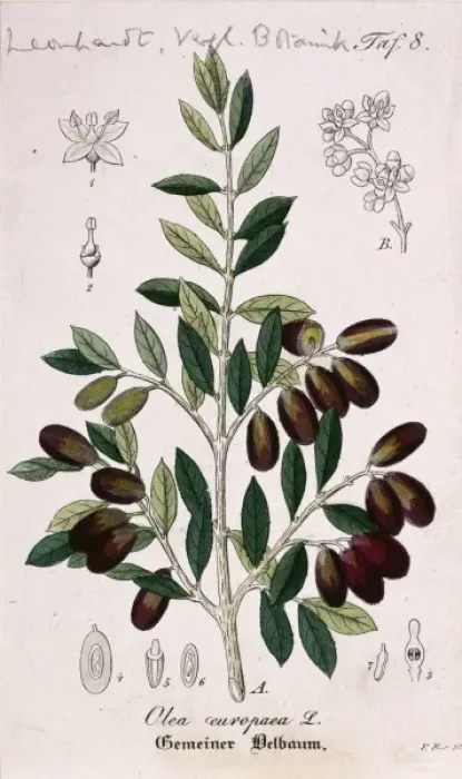 Framed Print : Olea europaea, olive Framed Print : Olea europaea, olive