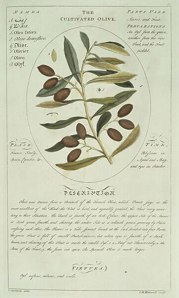Olea sp. olive. Plate 75 from Botanicum Medicinale (1759) by Timothy Sheldrake