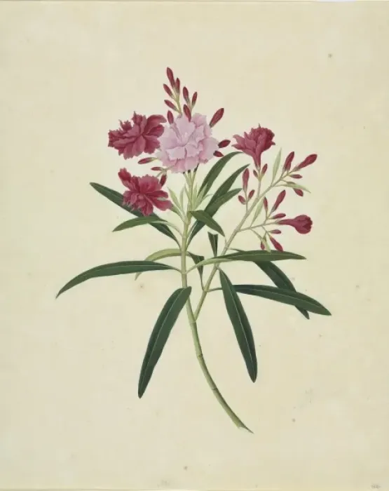 Framed Print : Oleander cv Framed Print : Oleander cv