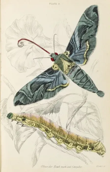 Framed Print : Oleander Hawk Moth Framed Print : Oleander Hawk Moth