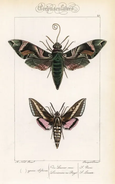 Framed Print : Oleander hawkmoth and hummingbird moth Framed Print : Oleander hawkmoth and hummingbird moth