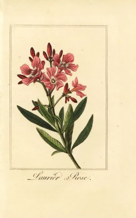 Framed Print : Oleander, Laurier-rose, Nerium oleander Framed Print : Oleander, Laurier-rose, Nerium oleander