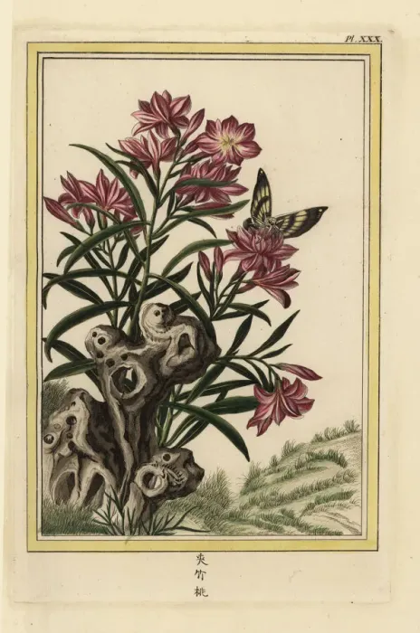 Framed Print : Oleander, Nerium oleander Framed Print : Oleander, Nerium oleander