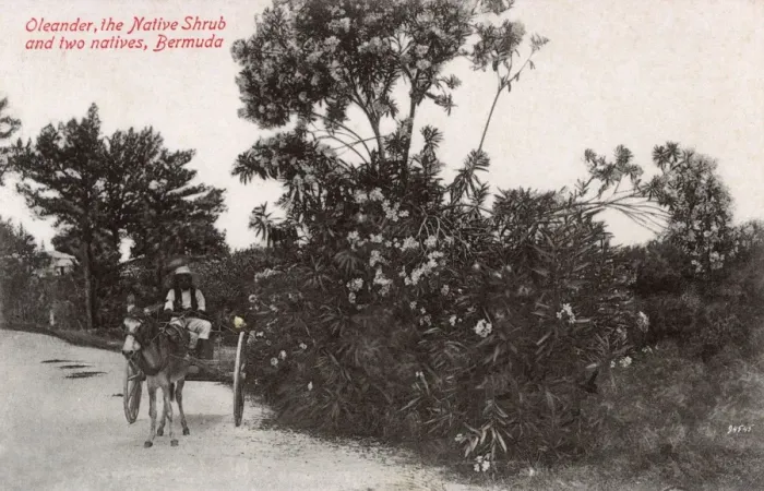 Framed Print : Oleander Tree in full bloom, Bermuda and a donkey cart Framed Print : Oleander Tree in full bloom, Bermuda and a donkey cart