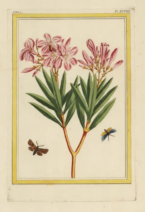 Framed Print : Oleander tree, Nerium oleander Framed Print : Oleander tree, Nerium oleander