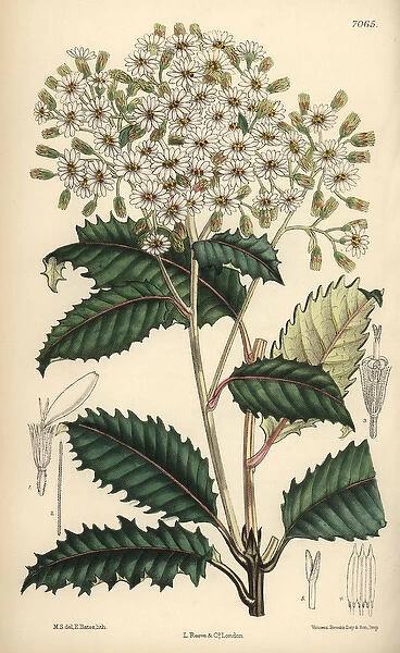 Olearia macrodonta, white flower native to New Zealand