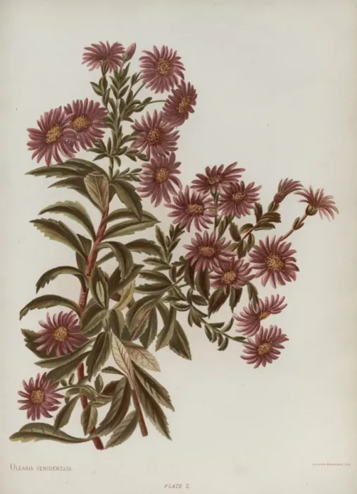 Framed Print : Olearia Semidentata Framed Print : Olearia Semidentata