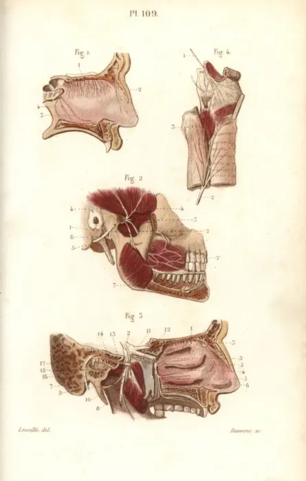 Framed Print : Olfactory and maxillary nerves Framed Print : Olfactory and maxillary nerves