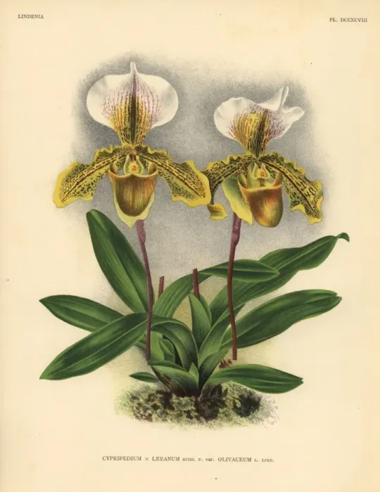 Framed Print : Olicaveum variety of Cypripedium Leeanum hybrid orchid Framed Print : Olicaveum variety of Cypripedium Leeanum hybrid orchid