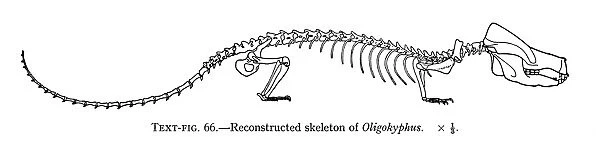 Oligokyphus skeleton