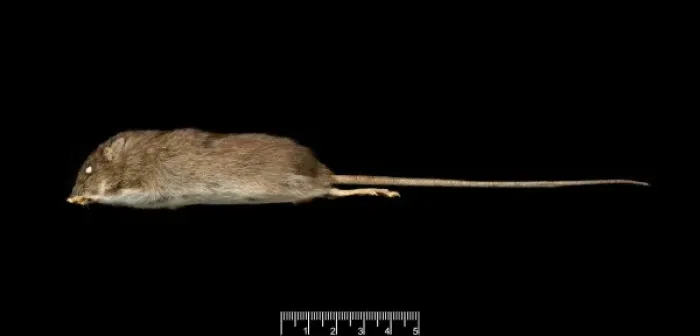 Framed Print : Oligoryzomys victus, St. Vincent pygmy rice rat Framed Print : Oligoryzomys victus, St. Vincent pygmy rice rat