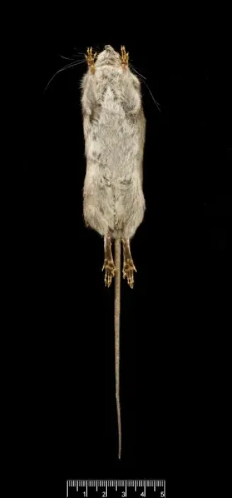 Framed Print : Oligoryzomys victus, St. Vincent pygmy rice rat Framed Print : Oligoryzomys victus, St. Vincent pygmy rice rat
