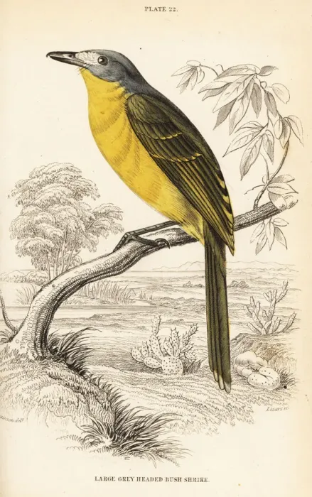 Framed Print : Olive bushshrike, Chlorophoneus olivaceus Framed Print : Olive bushshrike, Chlorophoneus olivaceus