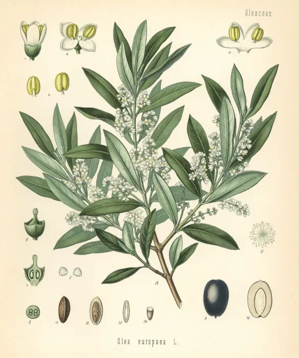 Framed Print : Olive, Olea europaea Framed Print : Olive, Olea europaea