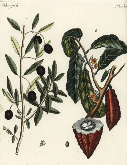 Framed Print : Olive tree and cacao tree Framed Print : Olive tree and cacao tree