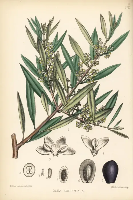 Framed Print : Olive tree, Olea europaea Framed Print : Olive tree, Olea europaea