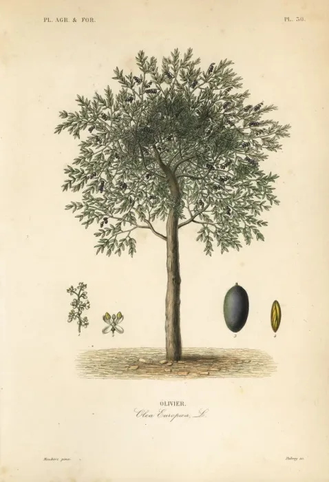 Framed Print : Olive tree, Olea europaea Framed Print : Olive tree, Olea europaea