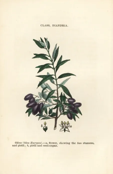 Framed Print : Olive tree, Olea europea Framed Print : Olive tree, Olea europea