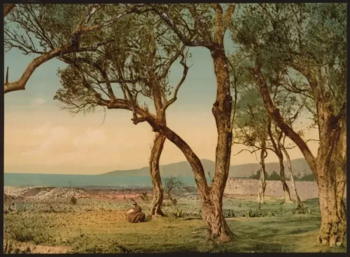 Framed Print : Olive trees, Mentone, Riviera