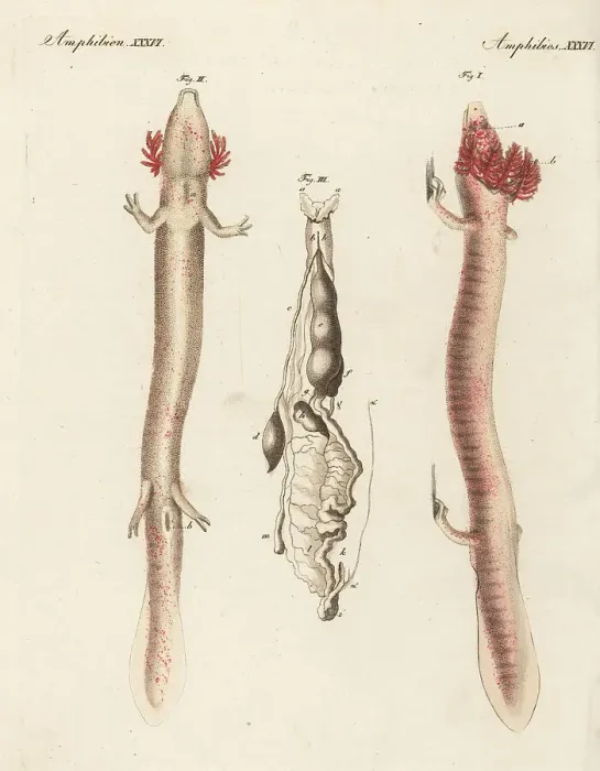 Framed Print : Olm or proteus, Proteus anguinus, vulnerable