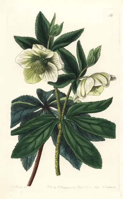 Framed Print : Olympian hellebore, Helleborus olympicus Framed Print : Olympian hellebore, Helleborus olympicus