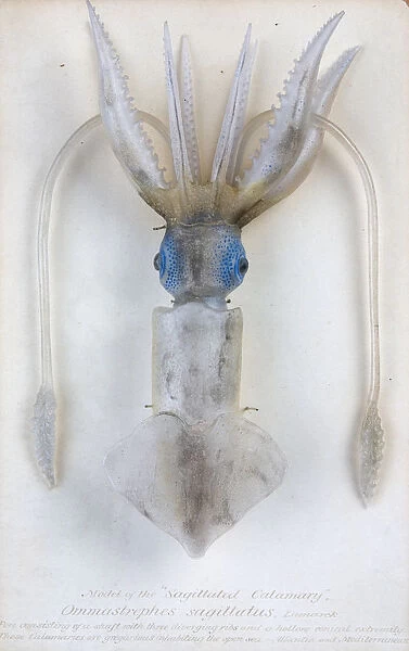 Ommastrephes sagittatus, squid