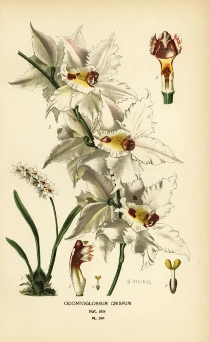 Framed Print : Oncidium alexandrae orchid Framed Print : Oncidium alexandrae orchid