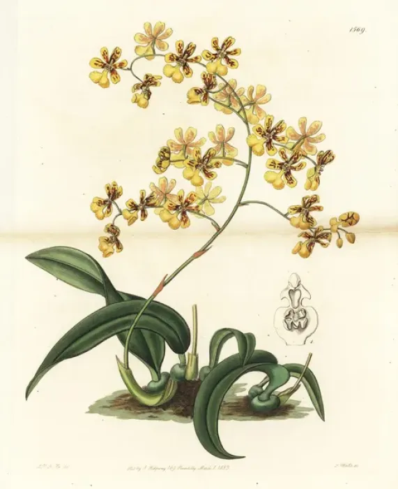 Framed Print : Oncidium auricula orchid Framed Print : Oncidium auricula orchid