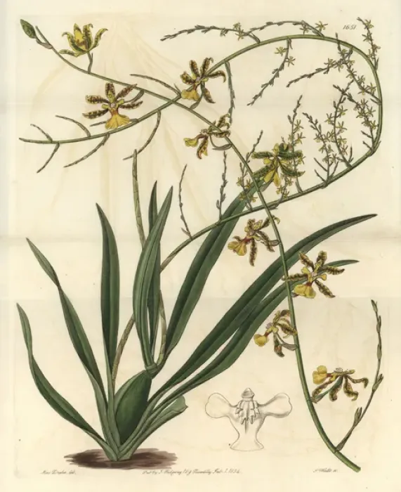 Framed Print : Oncidium baueri orchid Framed Print : Oncidium baueri orchid