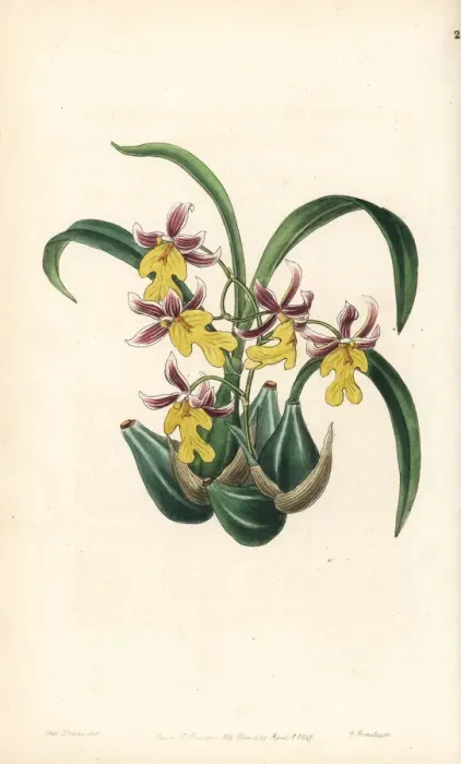 Framed Print : Oncidium ghiesbreghtianum orchid Framed Print : Oncidium ghiesbreghtianum orchid