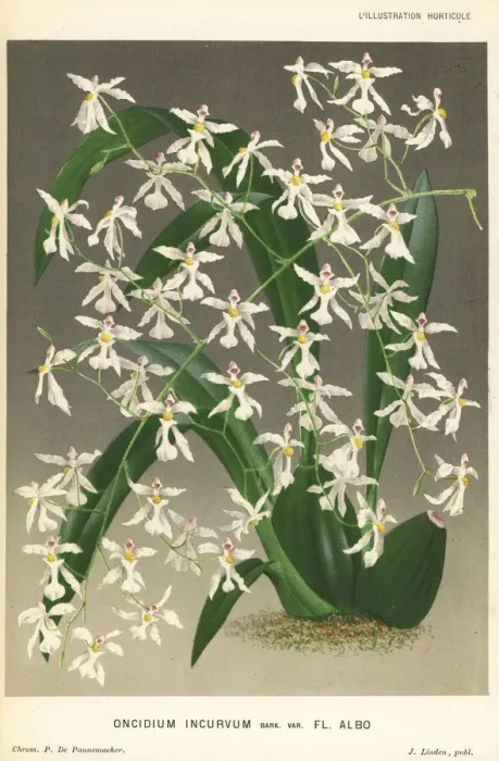 Framed Print : Oncidium incurvum orchid Framed Print : Oncidium incurvum orchid