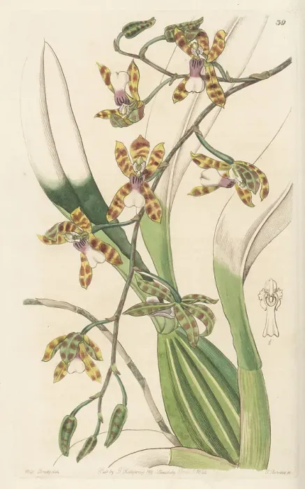 Framed Print : Oncidium laeve orchid Framed Print : Oncidium laeve orchid