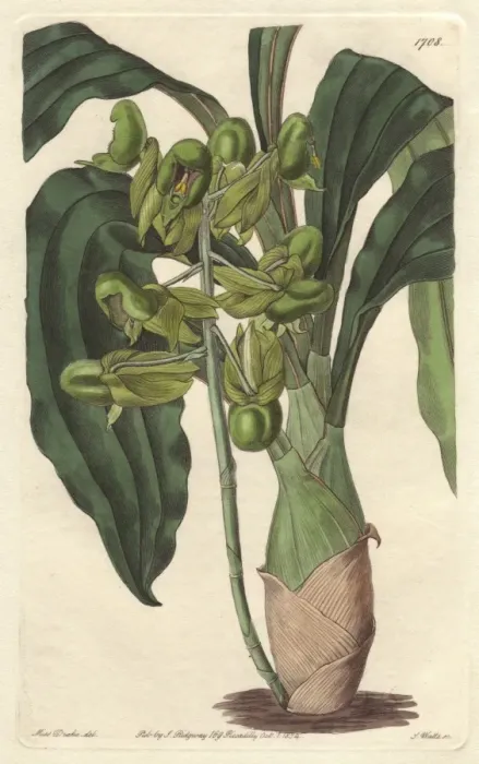 Framed Print : One-colored catasetum orchid, Catasetum purum Framed Print : One-colored catasetum orchid, Catasetum purum