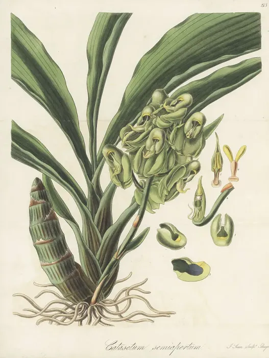 Framed Print : One-colored catasetum orchid, Catasetum purum Framed Print : One-colored catasetum orchid, Catasetum purum