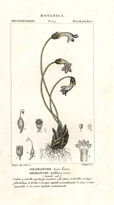 Framed Print : One-flowered broomrape, Orobanche uniflora Framed Print : One-flowered broomrape, Orobanche uniflora