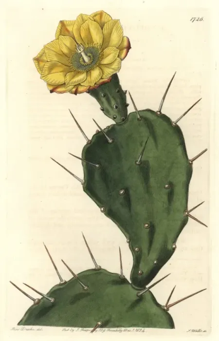 Framed Print : One-spined opuntia or drooping prickly pear Framed Print : One-spined opuntia or drooping prickly pear