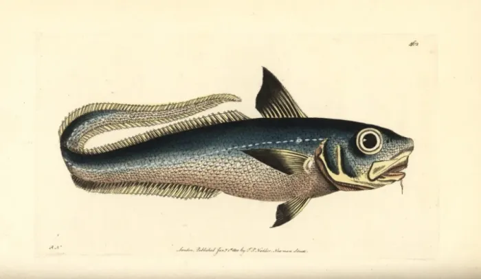 Framed Print : Onion-eye grenadier fish, Macrourus berglax Framed Print : Onion-eye grenadier fish, Macrourus berglax